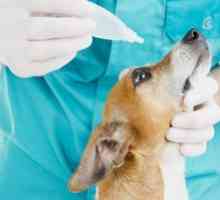 Konjunktivitída u psov: znaky choroby a liečba