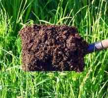 Kôň humus - používať ako hnojivo pre záhradu