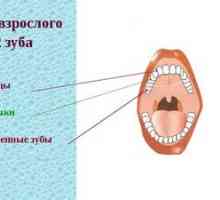 Koreňové zuby u dospelých a dieťaťa