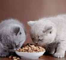 Jedlo pre mačiatka. Ktoré jedlo by som si mal vybrať?