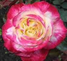 Kráľovná dvojfarebných čajovo-hybridných ruží dvojitá delite
