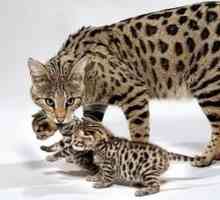 Cat Savannah - koľko je malý domáci gepard