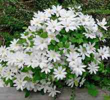 Krásne biele kvety pre záhradný pozemok