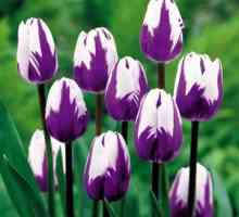 Krásne biele, ružové a fialové odrody tulipánov