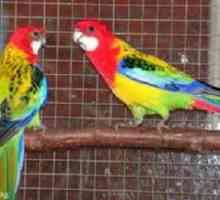 Červená a pestrá rosella: ako skrotiť papagája