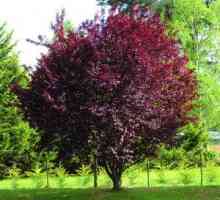 Červené listové cherry cherry panna: rysy pestovania a starostlivosti