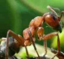 Kto jedá mravce v prírode, čo mravy jedia, ich strava