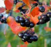 Terapeutické vlastnosti choleberry ashberry