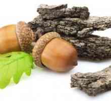 Terapeutické vlastnosti dubovej kôry pre ďasná