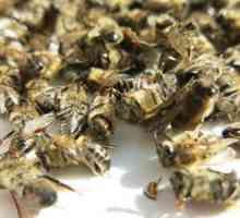 Terapeutické vlastnosti podmorskej včely a vlastnosti aplikácie