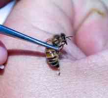 Liečba včelami: výhody, kontraindikácie, ľudové recepty