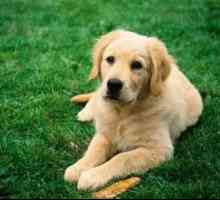 Leptospiróza u psov: príznaky a liečba