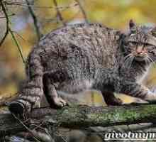 Lesná mačka: spôsob života európskej divokej mačky