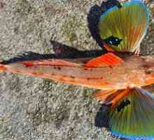 Lietajúci ryby trigla alebo morský kohút