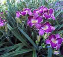 Daylilies: výsadba a starostlivosť v otvorenom teréne