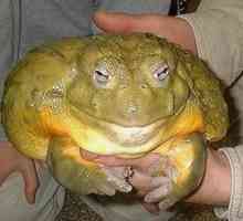 Goliášová žaba je najväčšia ropucha na svete