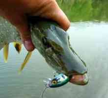 Pike rybolov pre spinning: tipy na úspešný rybolov, výber návnady