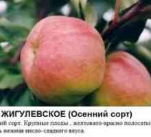 Najlepšie odrody jabĺk pre siberiu: popis a popis