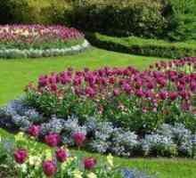 Žiarovky trvalky: kvety harmonickej záhrade