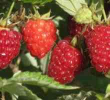 Raspberry tarusa: opis a starostlivosť o odrody