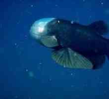 Little Macropean - mimoriadne transparentná ryba