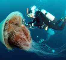 Medusa cyanide - obrie arktický človek s hrivou leva