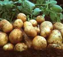 Spôsob výsadby a pestovania zemiakov pod slamu