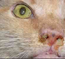 Mykoplazmóza u mačiek: príznaky a liečba