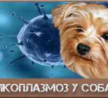 Mykoplazmóza u psov: príznaky a liečba