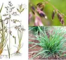 Meadowgrass lúka: popis, vlastnosti výsadby a starostlivosti