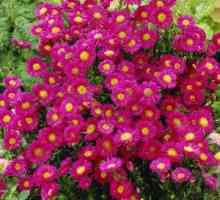 Trvalky záhradný kvet kvetov: popis a vlastnosti