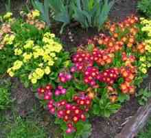 Trvalky v záhrade - typy kvetov a podmienky pestovania