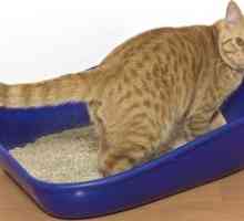 Urolitiáza u mačiek: príčiny, symptómy a liečba