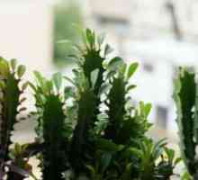 Euphorbia Triangular: Starostlivosť o domáce zvieratá