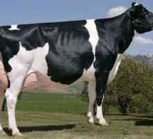 Mäsové plemená kráv: čierna-motley krava, charakteristická