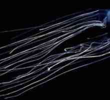 Morská vosa je najviac jedovatá medúza na svete