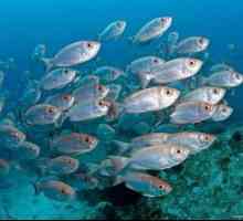 Druhy morských rýb: opis a charakteristiky