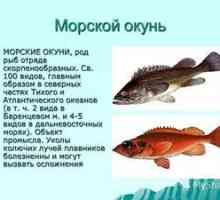 Mořská lúka: užitočné vlastnosti rýb, možnosti varenia