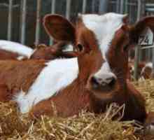 Je možné pijať mlieko s leukémiou u kráv?