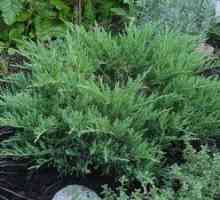 Juniperus horizontal andorra compact: pravidlá výsadby a starostlivosti