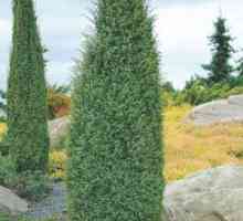 Juniperus common: popis druhu juniperus communis