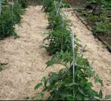 Mulčovacie lôžka: tipy na záhradníctvo, ako mulčovať
