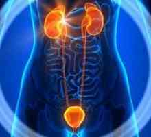 Urologické ochorenia mužov: liečba a symptómy