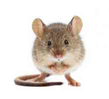 Myši: rôzne druhy týchto zvierat