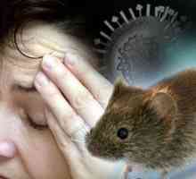 Myšacia horúčka: príznaky a liečba