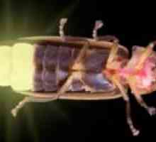 Hmyz: Čo sa živí, kde žije a prečo svieti?