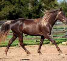 Názov a popis koní s fotografiami