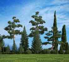 Názvy a opis odrôd ihličnatých stromov