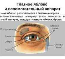 Vyzývame funkcie oka a jeho pomocného prístroja