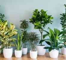 Nenáročné izbové rastliny: najobľúbenejšie druhy